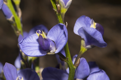 Comesperma ciliatum