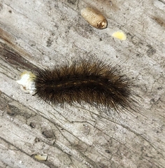 Phragmatobia