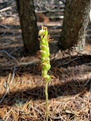 Goodyera oblongifolia