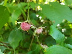 Rubus odoratus