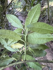 Gaiadendron punctatum