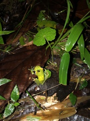 Boana rufitela