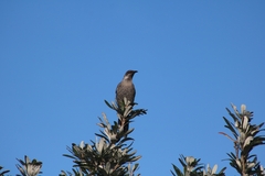 Anthochaera chrysoptera