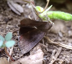 Galgula partita