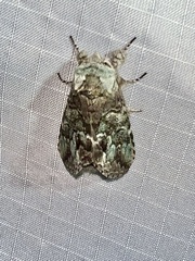 Macrurocampa marthesia