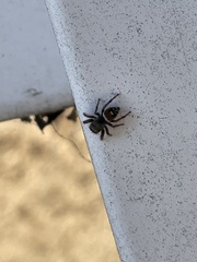 Phidippus