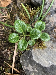 Pyrola morrisonensis