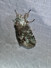 Macrurocampa marthesia