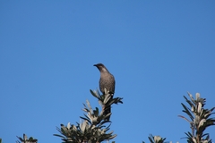 Anthochaera chrysoptera