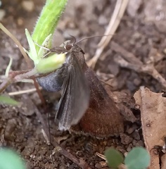 Galgula partita