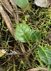 Pyrola morrisonensis