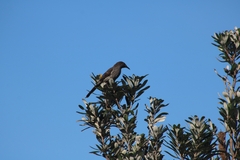 Anthochaera chrysoptera