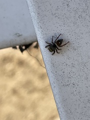 Phidippus