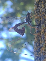 Megarhyssa macrurus macrurus