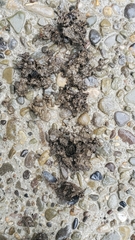 Mephitis mephitis nigra