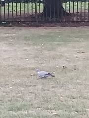 Columba palumbus palumbus