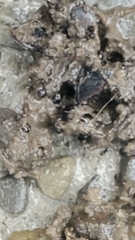 Mephitis mephitis nigra