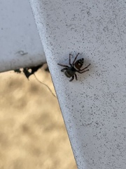 Phidippus