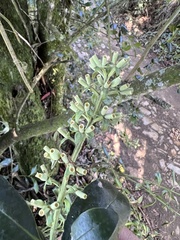 Gaiadendron punctatum