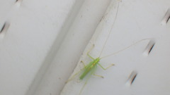 Meconema thalassinum