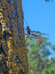 Megarhyssa macrurus macrurus
