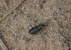 Cicindela punctulata
