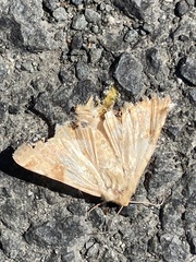 Heliothis phloxiphaga