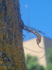 Megarhyssa macrurus macrurus