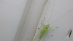 Meconema thalassinum