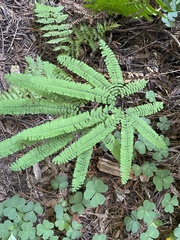 Adiantum aleuticum