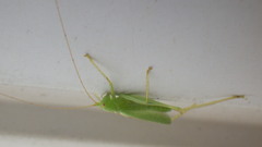 Meconema thalassinum