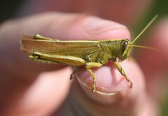 Schistocerca lineata