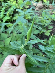 Asclepias tuberosa