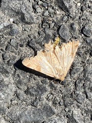 Heliothis phloxiphaga