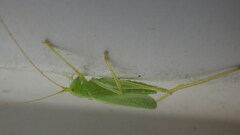 Meconema thalassinum