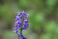 Delphinium glaucum