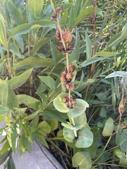 Penstemon grandiflorus