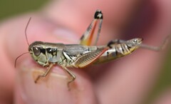 Phoetaliotes nebrascensis