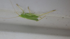 Meconema thalassinum