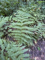 Athyrium filix-femina