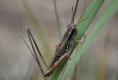 Phoetaliotes nebrascensis