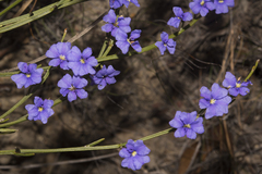 Dampiera sacculata