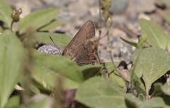 Satyrium saepium