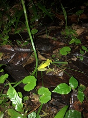 Boana rufitela