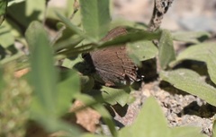 Satyrium saepium