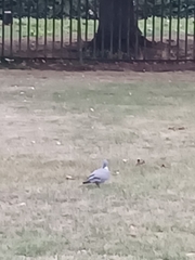 Columba palumbus palumbus
