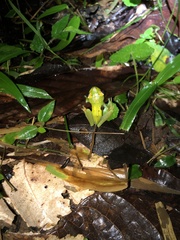 Boana rufitela