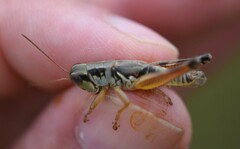 Phoetaliotes nebrascensis