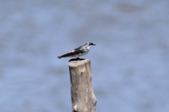 Tachycineta albilinea