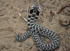 Heterodon platirhinos